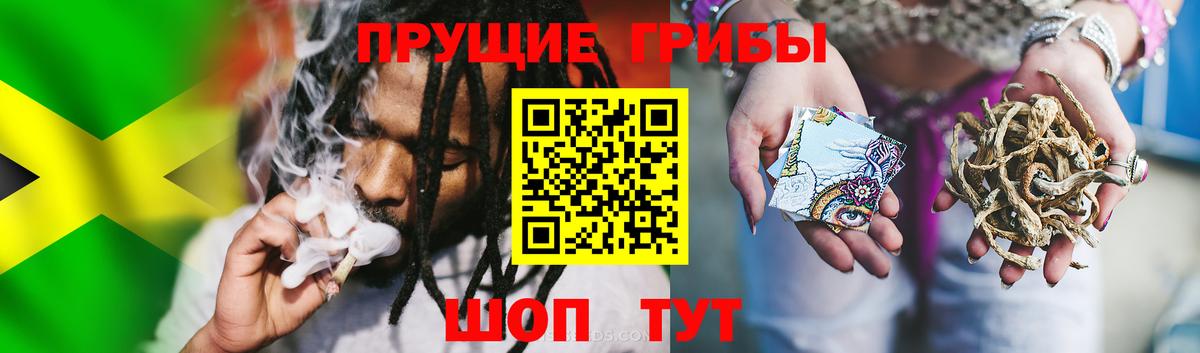 Псилоцибиновые грибы Psilocybe Елизово
